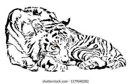 Tiger is staring, vector illustration and design.