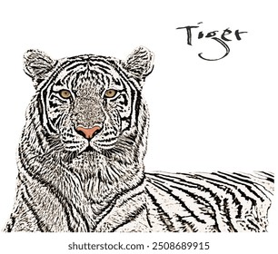 A tiger staring at you with kind eyes
