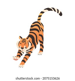 Tiger stretching himself. Big wild cat animal vector illustration