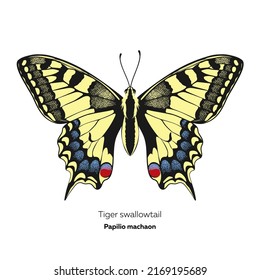 Tigerschwanzschmetterling, Papilio-Maschine, Vektorgrafik