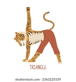 Tigre en posición de yoga triangular. Utthita trikonasana yoga pose. Animales antropomórficos. Ilustración vectorial única dibujada a mano.