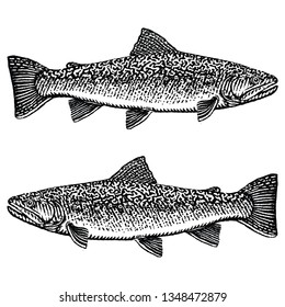 Tiger Trout Illustration in rough woodcut style