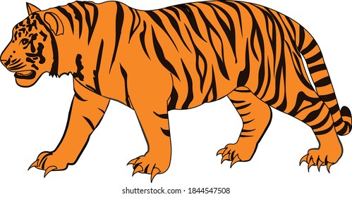 Tiger Vector art and illustration