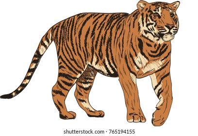 Tiger vector drawing illustration