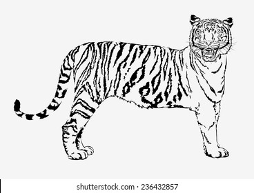 Tiger vector graphics. 