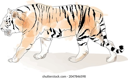 Tiger vector hand drawn illustration isolated. Big wild cat. Siberian tiger or Bengal tiger.  symbol of chinese new year. animal. wildlife