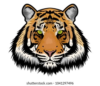 Tiger vector illustration 
