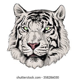 Tiger. Vector illustration