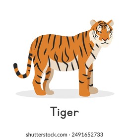 Tiger vector illustration, cartoon clipart character, animal in flat style. Wild animals, wild creatures, wildlife concept. Tiger vector design isolated on white background