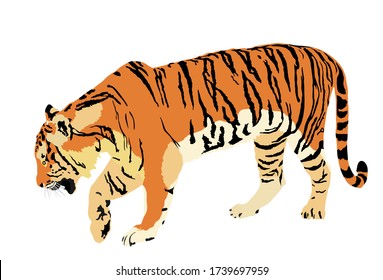 Tiger vector illustration isolated on white background. Big wild cat. Siberian tiger (Amur tiger - Panthera tigris altaica) or Bengal tiger. Tatoo sign. Zoo attraction.