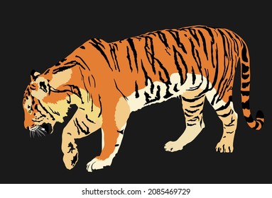 Tiger vector illustration isolated on black background. Big wild cat. Siberian tiger. Amur tiger, Panthera tigris altaica. Bengal tiger. Tatoo sign. Zoo attraction.