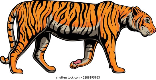 Tiger vector illustration with premium quality stock vector