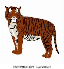 tiger vector illustration symbol of the year 2022 in the Chinese calendar wildlife animals of our planet