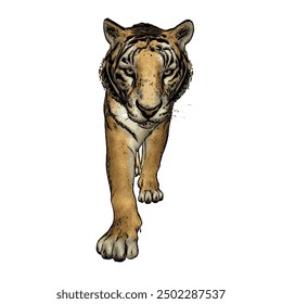 Tiger vector ilustration design isolated, this picture is animal ilustration vector panthera Tigris