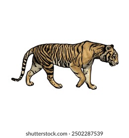 Tiger vector ilustration design isolated, this picture is animal ilustration vector panthera Tigris