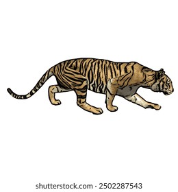 Tiger vector ilustration design isolated, this picture is animal ilustration vector panthera Tigris