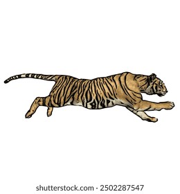 Tiger vector ilustration design isolated, this picture is animal ilustration vector panthera Tigris