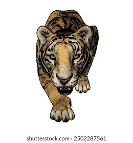 Tiger vector ilustration design isolated, this picture is animal ilustration vector panthera Tigris