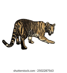 Tiger vector ilustration design isolated, this picture is animal ilustration vector panthera Tigris