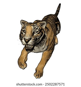 Tiger vector ilustration design isolated, this picture is animal ilustration vector panthera Tigris