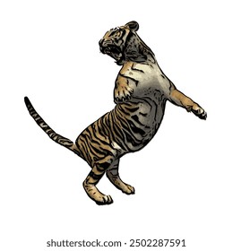 Tiger vector ilustration design isolated, this picture is animal ilustration vector panthera Tigris