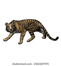 Tiger vector ilustration design isolated, this picture is animal ilustration vector panthera Tigris