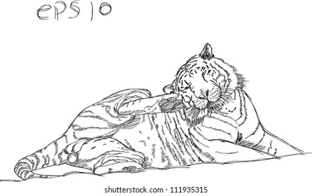 Tiger Vector Line Sketch Up, EPS 10.