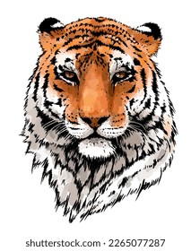 Tiger vector portrait illustration. Wild cat head detailed drawing. Majestic predator bengal art isolated over white.