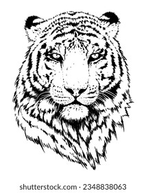 Tiger vector portrait illustration. Wild cat head detailed drawing. Majestic predator bengal art in black over white.