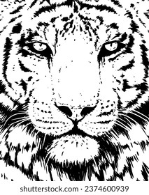 Tiger vector portrait illustration. Wild cat head detailed drawing. Majestic predator bengal art in black over white.