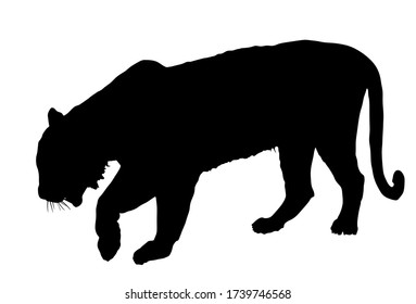 Tiger vector silhouette illustration isolated on white background. Big wild cat. Siberian tiger (Amur tiger - Panthera tigris altaica) or Bengal tiger. Tattoo sign.