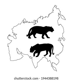 Tiger vector silhouette illustration isolated on Asia map continent contour on white background. Big wild cat. Siberian tiger (Amur tiger - Panthera tigris altaica) or Bengal tiger.