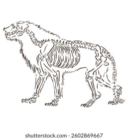 tiger vector sketch illustration with full body skeleton shape with unique design