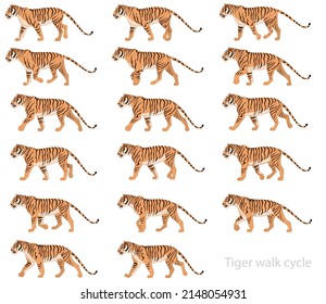 Tiger Walk Cycle Animation Keyframes