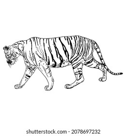 Tiger walking. Amur or Siberian tiger, big wild cat. Endangered animal from red book, hand drawn. Vector. 