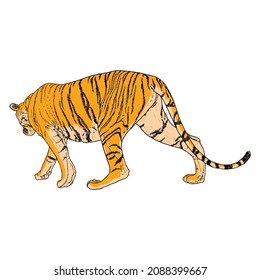 Tiger walking. Amur or Siberian tiger, big wild cat. Endangered animal from red book, hand drawn. Vector. 