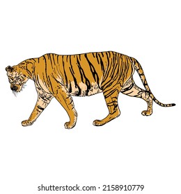 Tiger walking. Amur or Siberian tiger, big wild cat. Endangered animal from red book, hand drawn. Vector. 