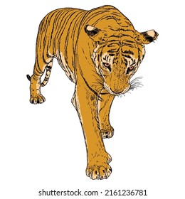 Tiger walking. Amur or Siberian tiger, big wild cat. Endangered animal from red book, hand drawn. Vector. 