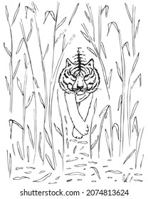 Tiger walking in bamboo grove, illustration, tattoo vector with white background