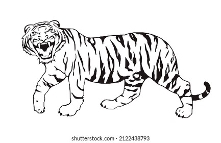 Tiger walking, black and white color, vector illustration isolated hand drawn