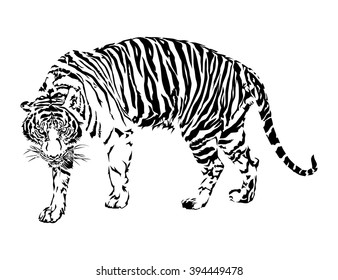 Tiger walking, black and white color, illustration design.