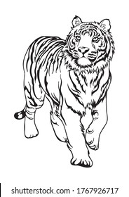 Tiger walking font side all body motif tattoo or coloring vector with white background 