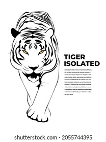 Tiger walking forward vector illustration