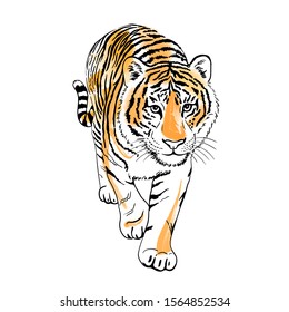 Tiger walking isolated on white background. Illustration. Big cat with blots, spots. Template. Close-up. Clip art. Template. Fashion.