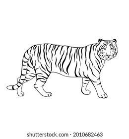 Tiger walking isolated on white background. Template. Close-up. Clip art. Hand Painting. Ink. Vector. Line art. Black and White