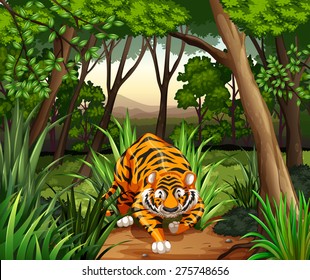 Tiger Walking In A Jungle