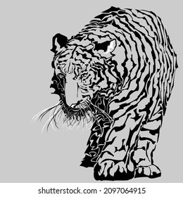 Tiger walking looking down front view