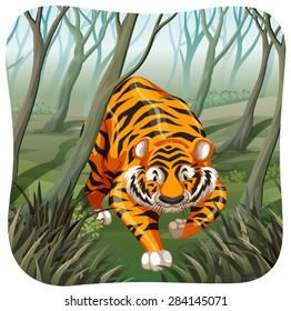 Tiger walking in the middle of the woods