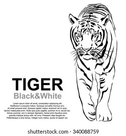 Tiger walking stride. Victor