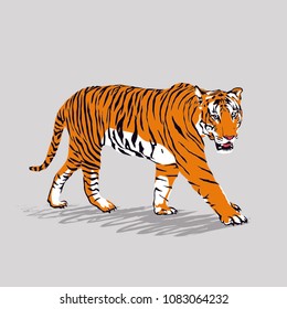 Tiger walking vector illustration, Graphic design. 